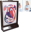 Mod¨¨le d'animaux, acier inoxydable, affichage dynamique pour salle de classe scientifique, vitesse r¨¦glable, 70 ¡Á 42 ¡Á 13 cm, ¨¦clairage LED