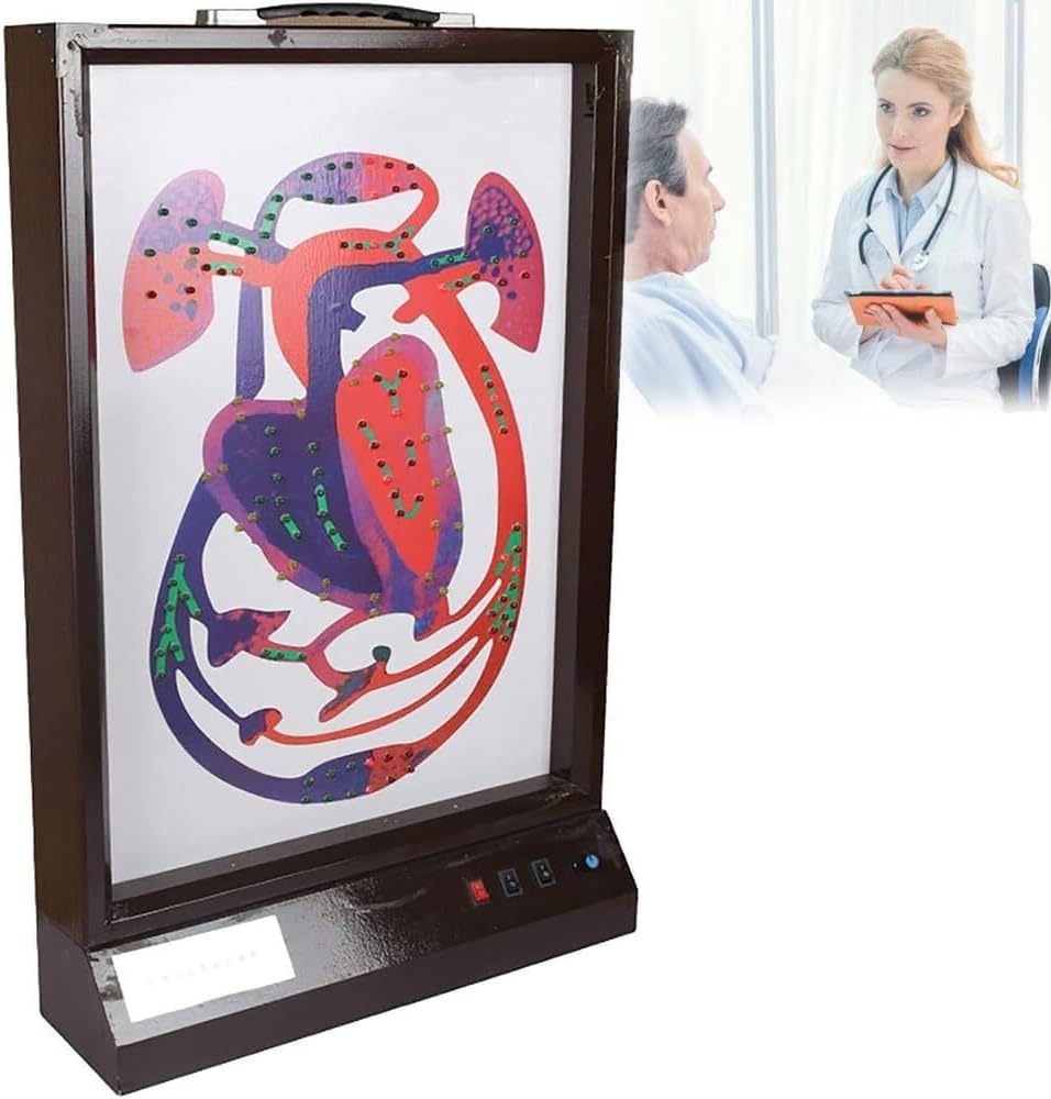 Mod¨¨le d'animaux, acier inoxydable, affichage dynamique pour salle de classe scientifique, vitesse r¨¦glable, 70 ¡Á 42 ¡Á 13 cm, ¨¦clairage LED